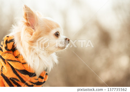 Chihuahua dog in tiger-colored clothes on a blurred nature background. Chihuahua dog in tiger-colored clothes on a blurred nature background. 137735562