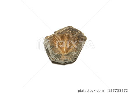 Fossil image: Trilobite 137735572