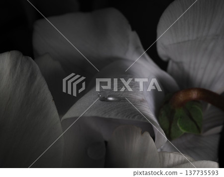 一張微距照片，拍攝的是一滴水靜靜地落在白色植物花瓣上的景象。 137735593