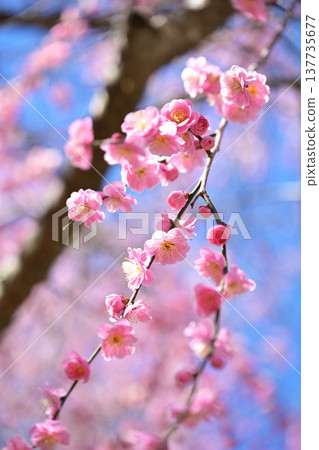 粉紅色的梅花映襯著藍天 粉紅色的梅花映襯著藍天 137735677