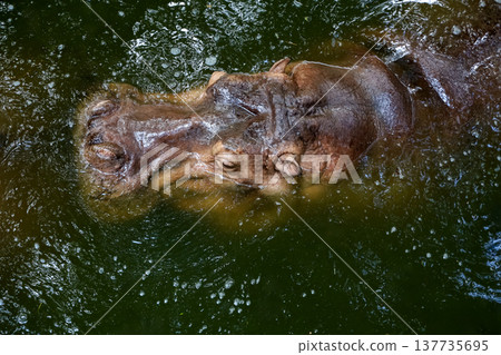 The Big hippopotamus is float in river 137735695