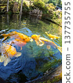 池塘里的鯉魚 137735755
