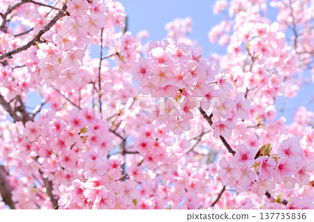 櫻花 櫻花 137735836