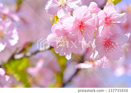 Cherry blossom Cherry blossom 137735838