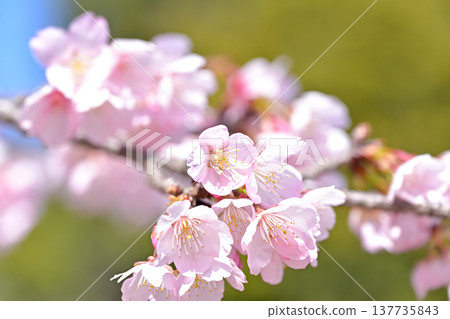 櫻花 櫻花 137735843