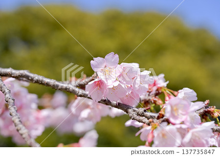 櫻花 櫻花 137735847