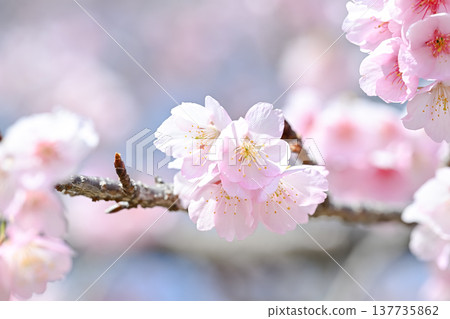 櫻花 137735862
