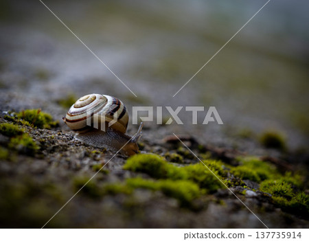 garden snail crawling on a stone wall covered with moss 137735914