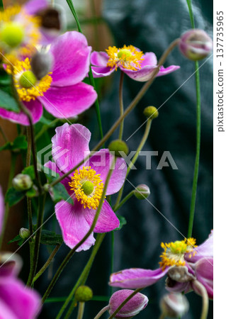 Blooming flowers of lilac Japanese anemone against blurred natural background 137735965