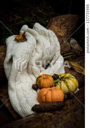orange pumpkins and a white sweater on felled pine trees orange pumpkins and a white sweater on felled pine trees 137735986