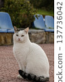 The beautiful white cat is looking at the camera. 137736042