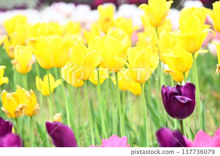  多彩鬱金香 137736079