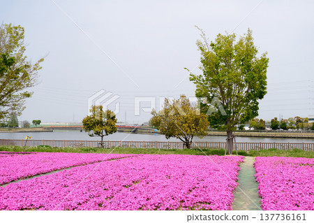 愛知縣彌富市三池公園5號2025年4月 137736161