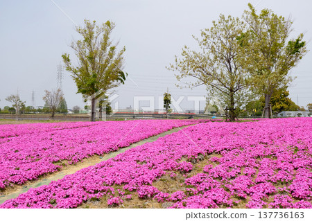 愛知縣彌富市三池公園 7, 2025 年 4 月 愛知縣彌富市三池公園 7, 2025 年 4 月 137736163