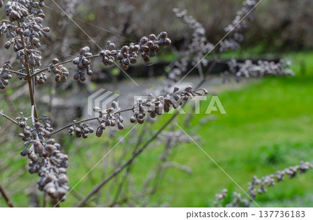 Withered bush clover berries and a winter garden scene 137736183