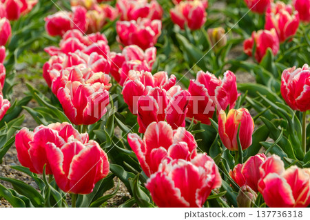 一片盛開的鬱金香花田，花瓣邊緣有著美麗鮮豔的紅色和白色。 137736318