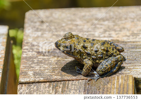 A close-up of a Japanese toad resting on an old wooden plank. 137736553