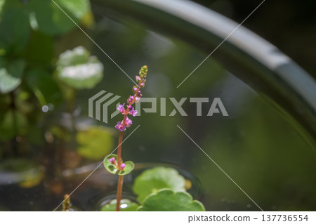 The small flowers of the *Kikashigusa* plant bloom quietly by the water's edge. The small flowers of the *Kikashigusa* plant bloom quietly by the water's edge. 137736554