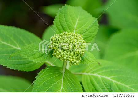 鮮嫩翠綠的繡球花苞,靜待綻放。 鮮嫩翠綠的繡球花苞,靜待綻放。 137736555