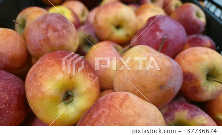 Fresh Colorful Apples Close-Up Fresh Colorful Apples Close-Up 137736674