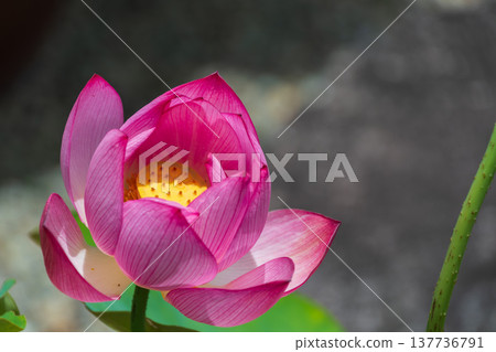 A single, beautiful lotus flower blooms from the mud. 137736791