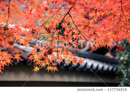 Maple With Roof At Hogonin Temple In Kyoto Japan Scene Nov 28 2025 Maple With Roof At Hogonin Temple In Kyoto Japan Scene Nov 28 2025 137736816