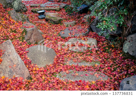 Brilliant Red Maple Garden at Hogon in Temple Kyoto Nov 28 2025 Brilliant Red Maple Garden at Hogon in Temple Kyoto Nov 28 2025 137736831