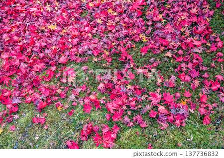 Brilliant Red Maple Garden at Hogon in Temple Kyoto Nov 28 2025 Brilliant Red Maple Garden at Hogon in Temple Kyoto Nov 28 2025 137736832
