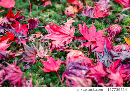Brilliant Red Maple Garden at Hogon in Temple Kyoto Nov 28 2025 Brilliant Red Maple Garden at Hogon in Temple Kyoto Nov 28 2025 137736834