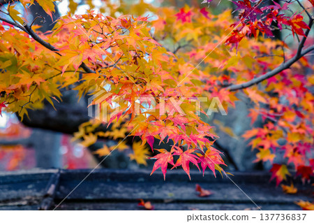 Zen Garden Maple at Hogon in Temple Kyoto Nov 28 2025 Zen Garden Maple at Hogon in Temple Kyoto Nov 28 2025 137736837