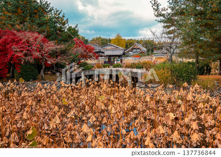 Dry Lotus Pond At Tenryu ji Arashiyama Kyoto Japan Scene Nov 28 2025 Dry Lotus Pond At Tenryu ji Arashiyama Kyoto Japan Scene Nov 28 2025 137736844