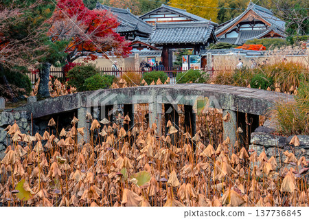 Dry Lotus Pond At Tenryu ji Arashiyama Kyoto Japan Scene Nov 28 2025 Dry Lotus Pond At Tenryu ji Arashiyama Kyoto Japan Scene Nov 28 2025 137736845