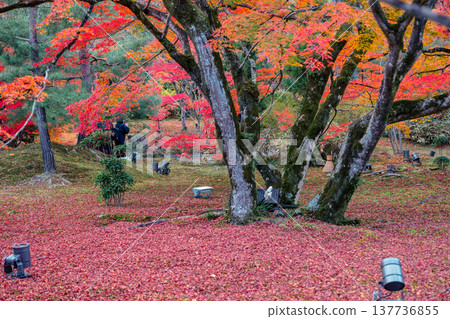 Zen Garden Maple at Hogon in Temple Kyoto Nov 28 2025 Zen Garden Maple at Hogon in Temple Kyoto Nov 28 2025 137736855