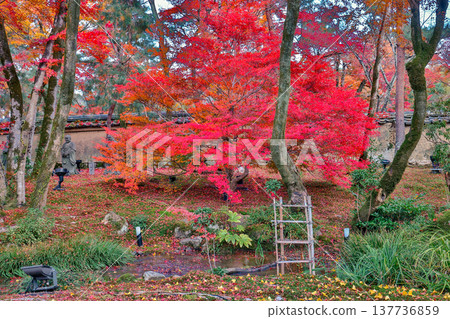 Zen Garden Maple at Hogon in Temple Kyoto Nov 28 2025 Zen Garden Maple at Hogon in Temple Kyoto Nov 28 2025 137736859