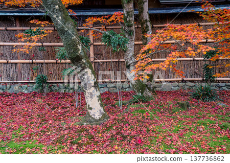 Zen Garden Maple at Hogon in Temple Kyoto Nov 28 2025 Zen Garden Maple at Hogon in Temple Kyoto Nov 28 2025 137736862