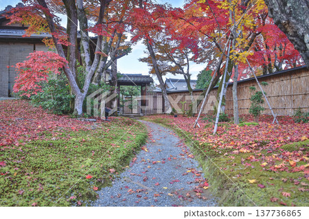 Brilliant Red Maple Garden at Hogon in Temple Kyoto Nov 28 2025 137736865