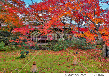 Brilliant Red Maple Garden at Hogon in Temple Kyoto Nov 28 2025 137736879