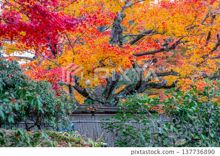 Zen Garden Maple at Hogon in Temple Kyoto Nov 28 2025 Zen Garden Maple at Hogon in Temple Kyoto Nov 28 2025 137736890