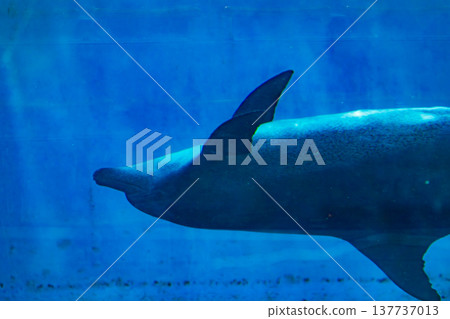 捕捉海豚悠閒自在的萌趣神態 捕捉海豚悠閒自在的萌趣神態 137737013