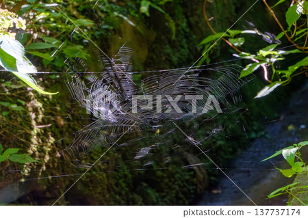 陽光透過森林樹木灑下，映照出閃閃發光的蜘蛛網，宛如一幅美麗的藝術畫卷。 137737174