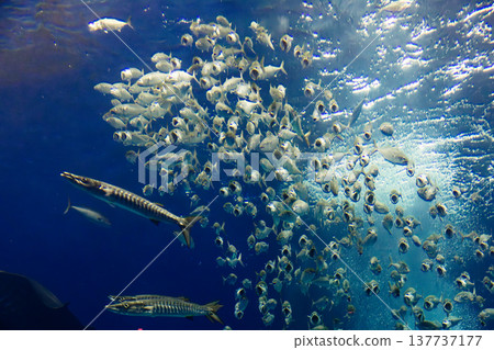 成千上萬的銀色小魚在海洋中集體游動 成千上萬的銀色小魚在海洋中集體游動 137737177