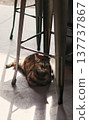 A cat basking in the sun under a chair 137737867