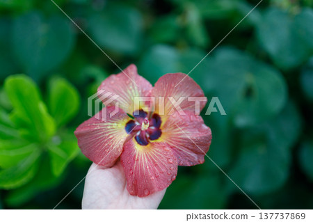 Hibiscus flowers covered in raindrops 137737869