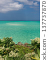 The emerald green tropical sea visible through the coastal plants. 137737870