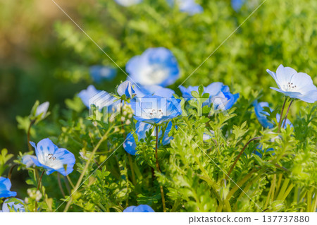 陽光下,一片藍色的粉蝶花盛開,晶瑩剔透。 陽光下,一片藍色的粉蝶花盛開,晶瑩剔透。 137737880