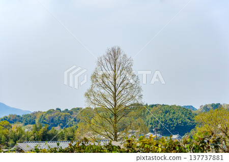 春日田野上，幼小的水杉樹葉高聳入雲。 137737881