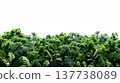 A lush green forest with dense foliage isolated on a clean white background. 137738089