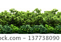 A lush green forest with dense foliage isolated on a clean white background. 137738090