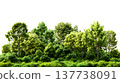 A lush green forest with dense foliage isolated on a clean white background. 137738091