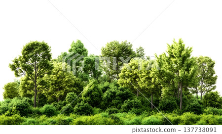 A lush green forest with dense foliage isolated on a clean white background. 137738091